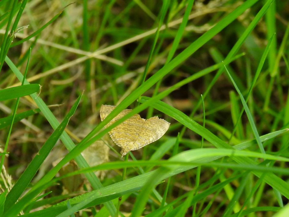 Welke vlinder is dit?